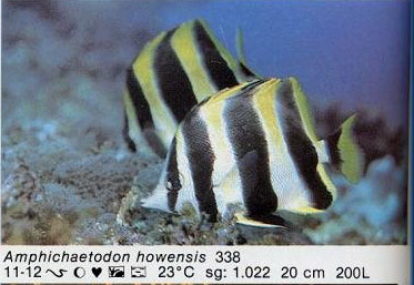 Amphichaetodon howensis